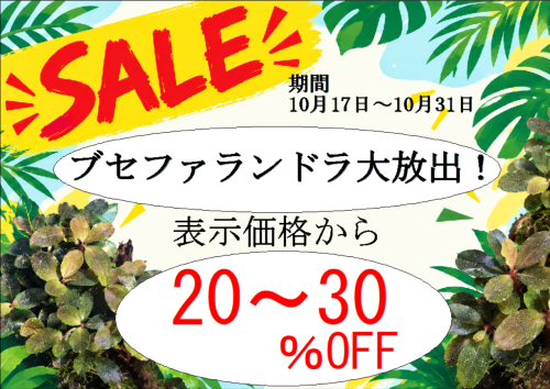 ブセファランドラ大放出告知.png