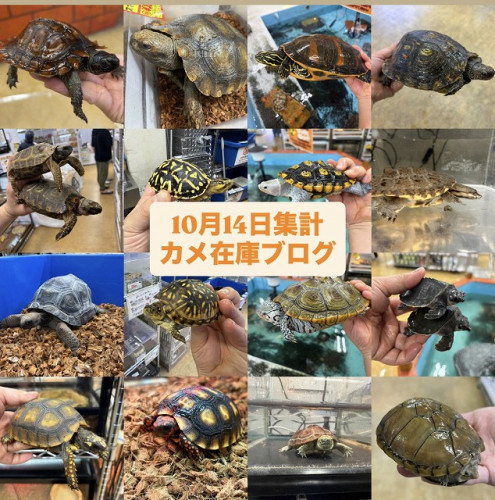 S__267878413.jpg