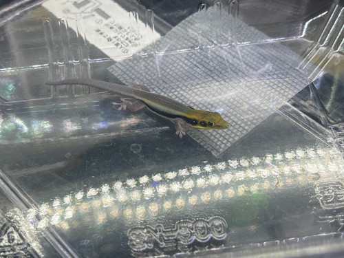 A157D6A0-2633-4CED-A9AC-53FF219588BD.jpeg