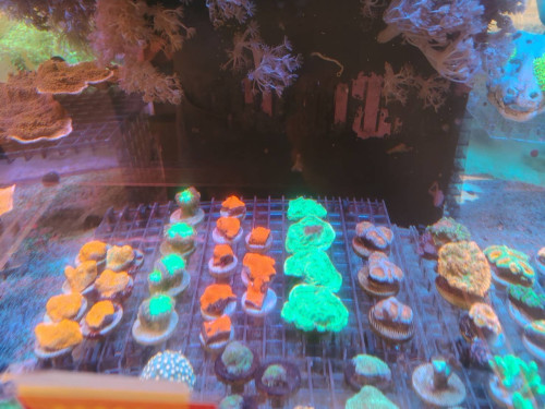 IMG_1125.jpeg