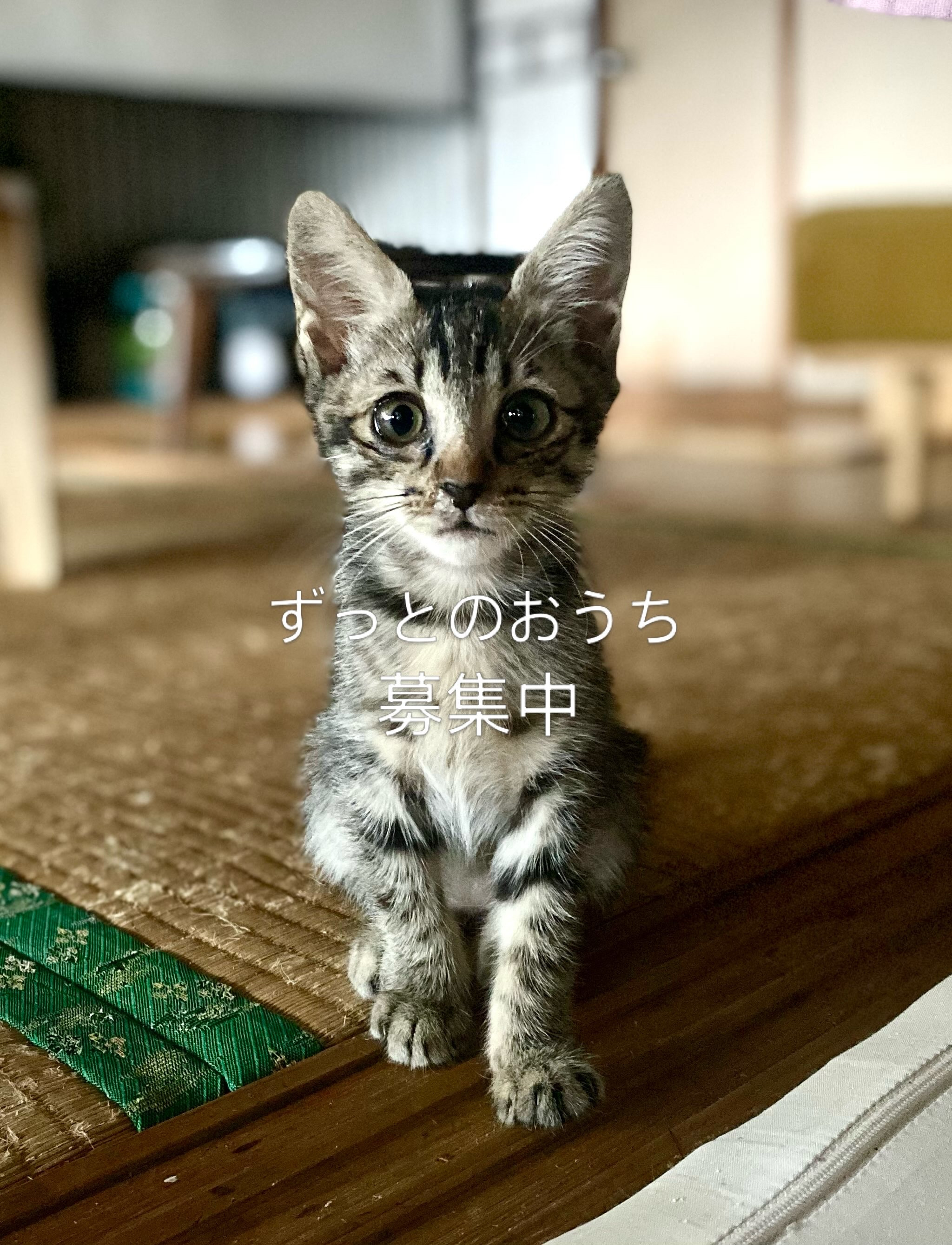生後２か月のトラちゃん♡