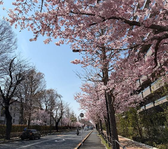毎年　みごとな桜を咲かせます