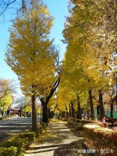 秋の大学通り！　イチョウ並木が素敵です