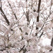 0M8A0376.JPG