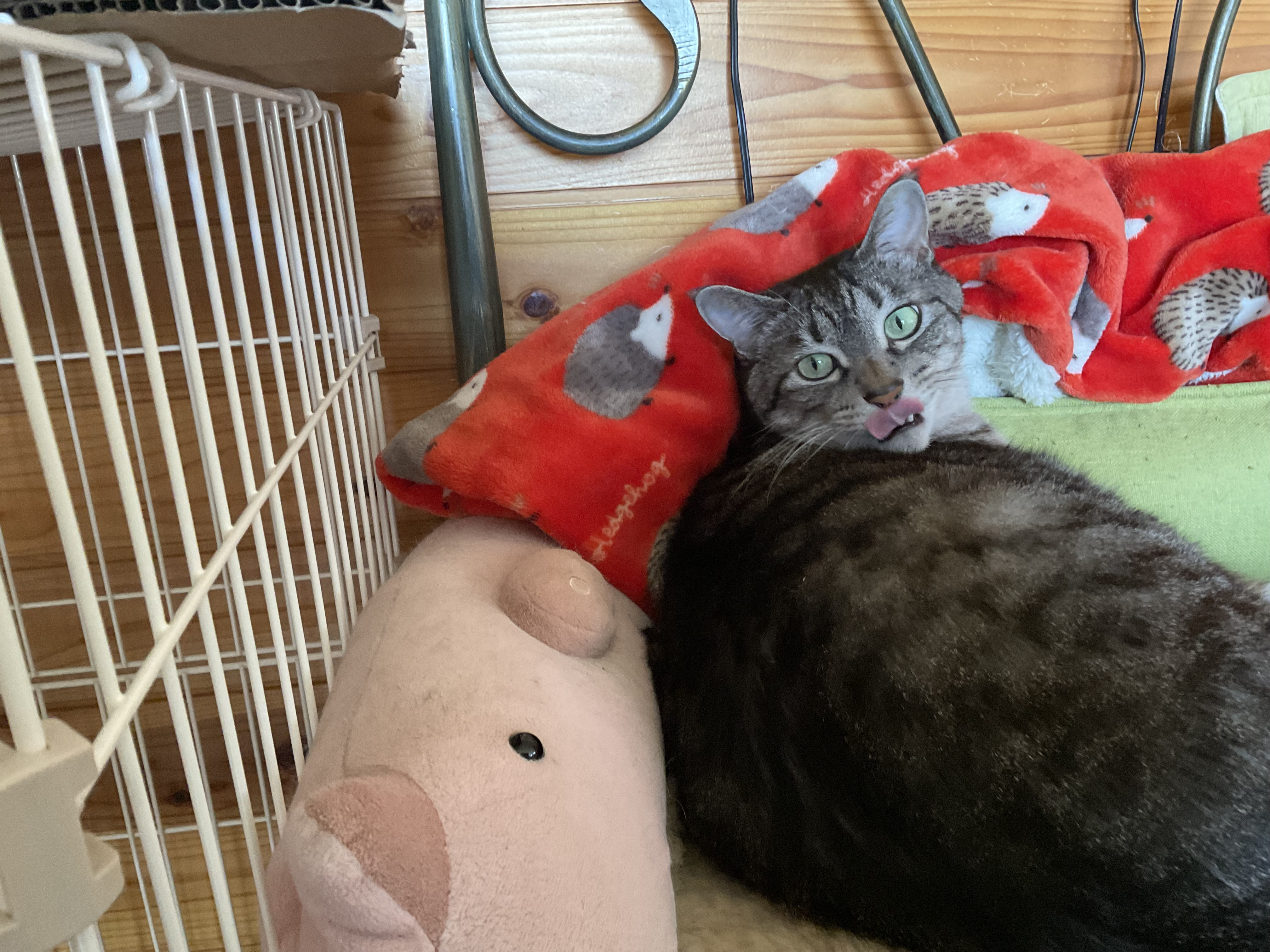 春こい　カットスペシャル