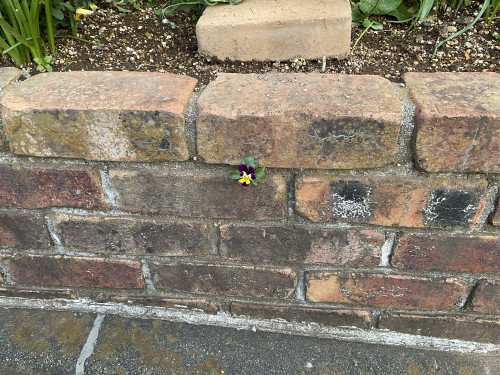 IMG_1132.jpeg