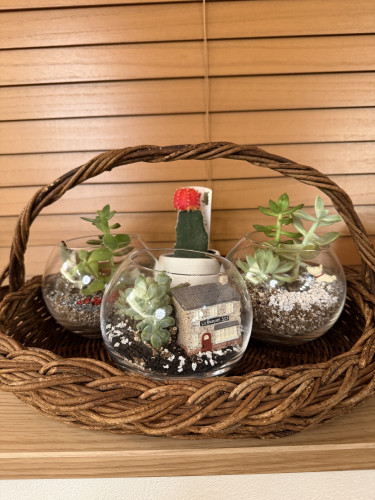 籠に植物を