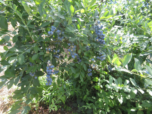 IMG_2600.JPG