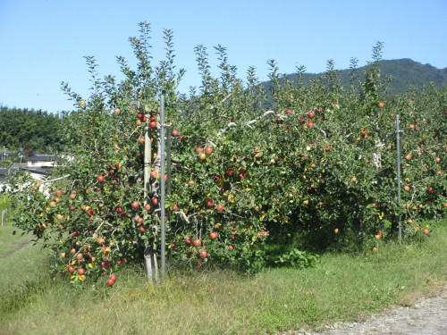 IMG_7051.JPG