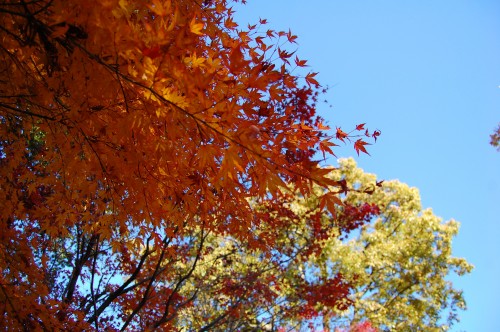 DSC_1056.JPG