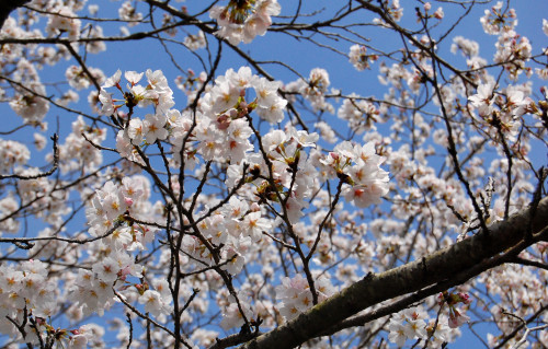 DSC_1039.JPG