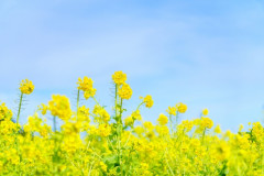 3月診療のお知らせ