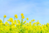 3月診療のお知らせ