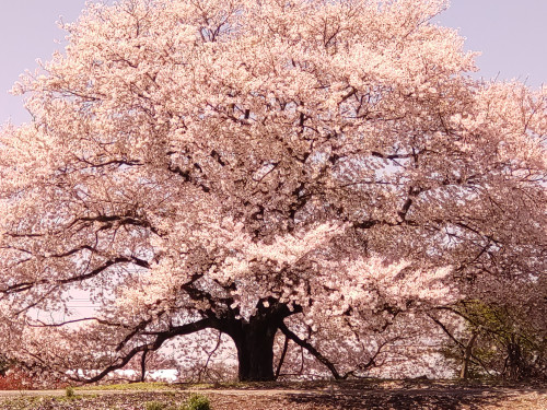 「　　桜　」