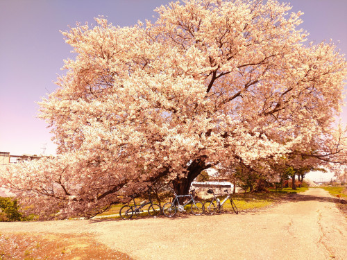 「　桜　③」
