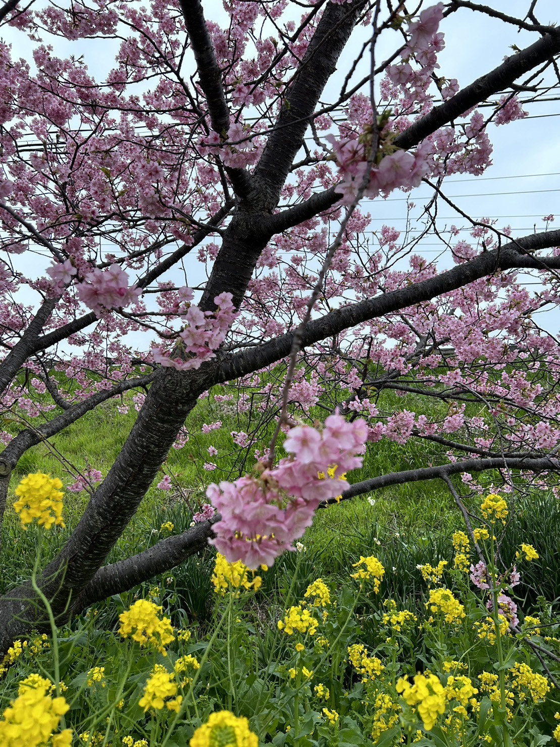 4月のレッスンカレンダー更新しました♪