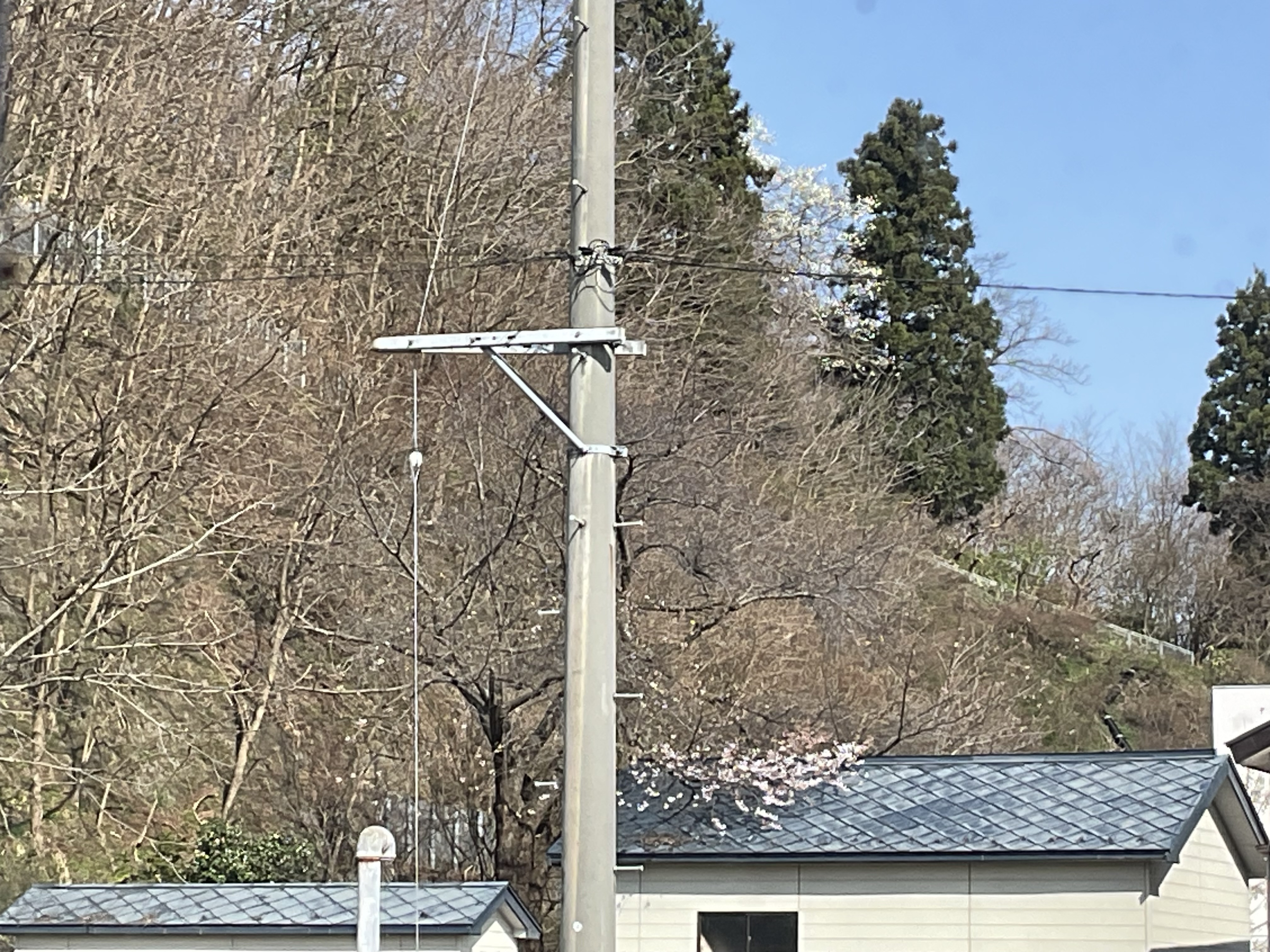 なんかね、今年の桜パッとしないの