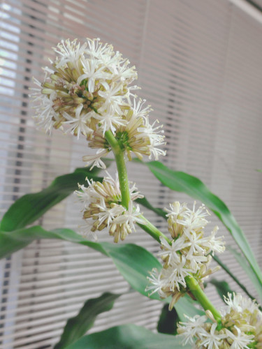 店内の幸福の木に花が咲きました