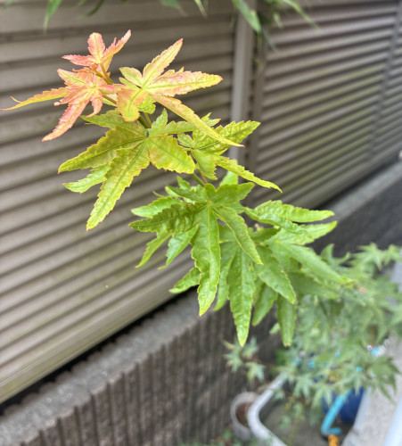 IMG_5693.jpeg