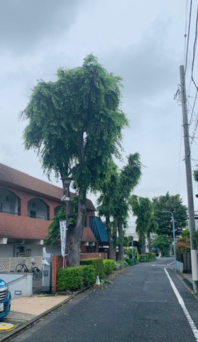 MILFOO - IMG_5029.jpg