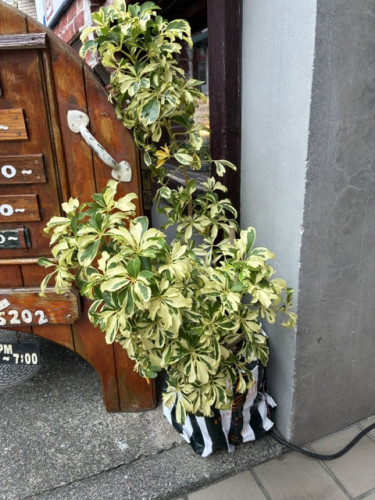 IMG_0742.jpeg