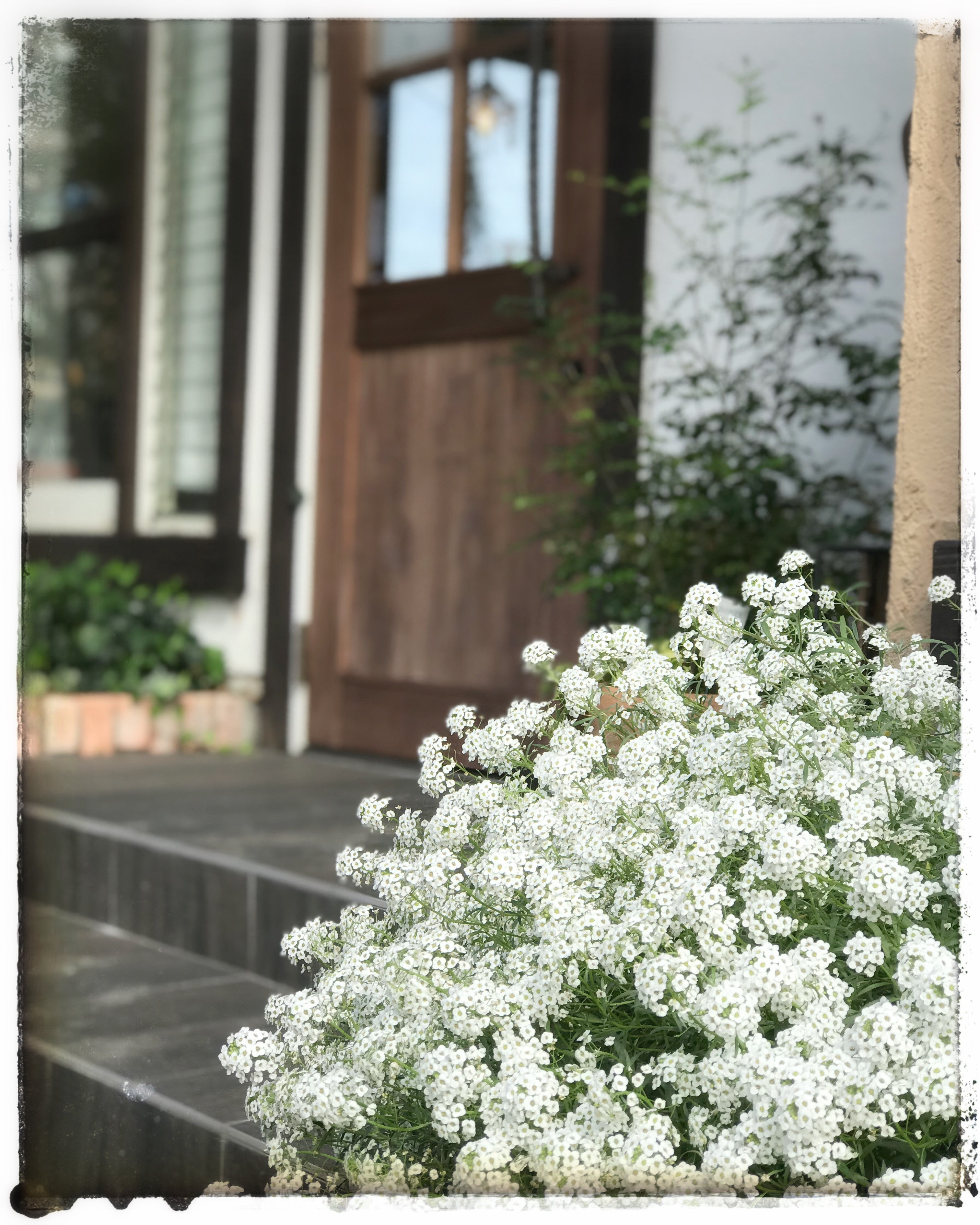 秋の空と白い花 ヘッドスパとヘナのことなら 美容室 ハーフメイドへ 島根県松江市