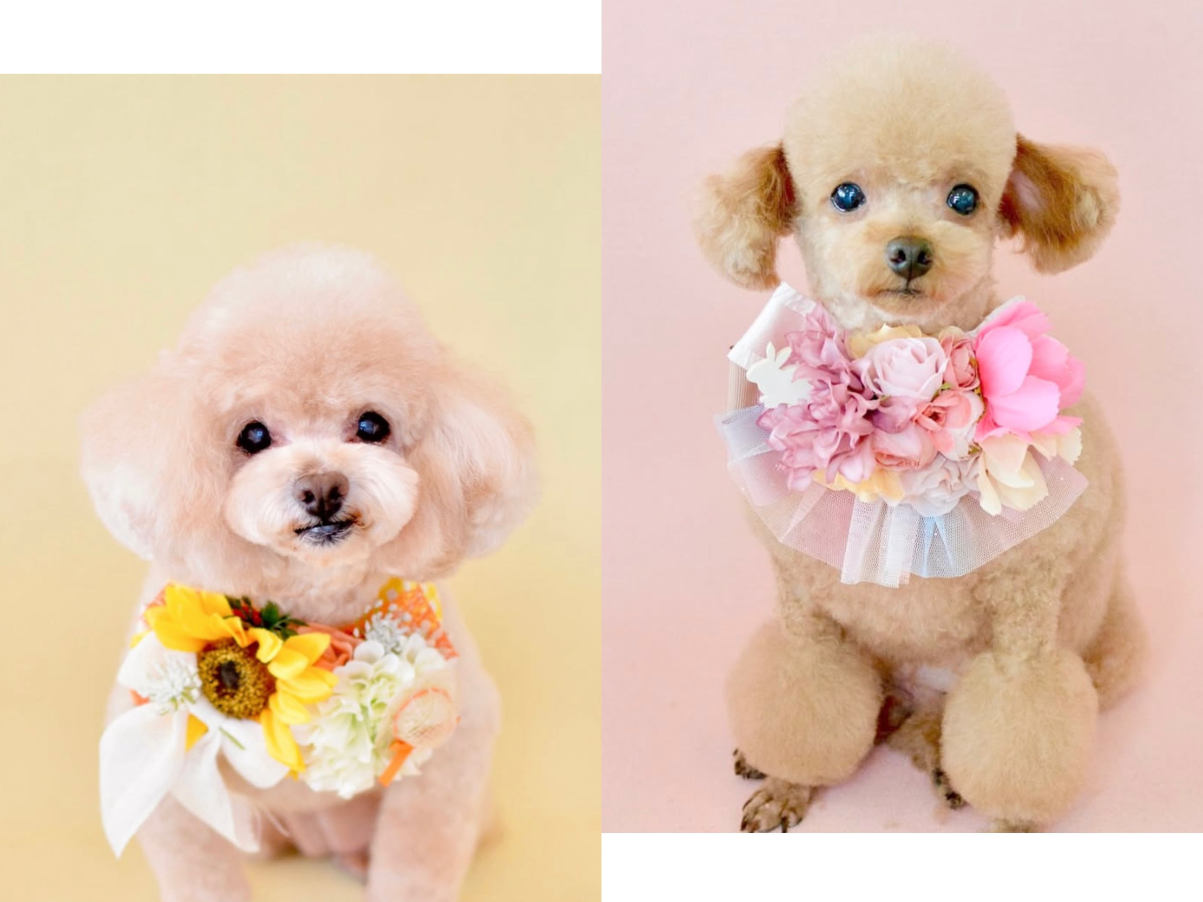 みんなの可愛い写真を撮らせてね