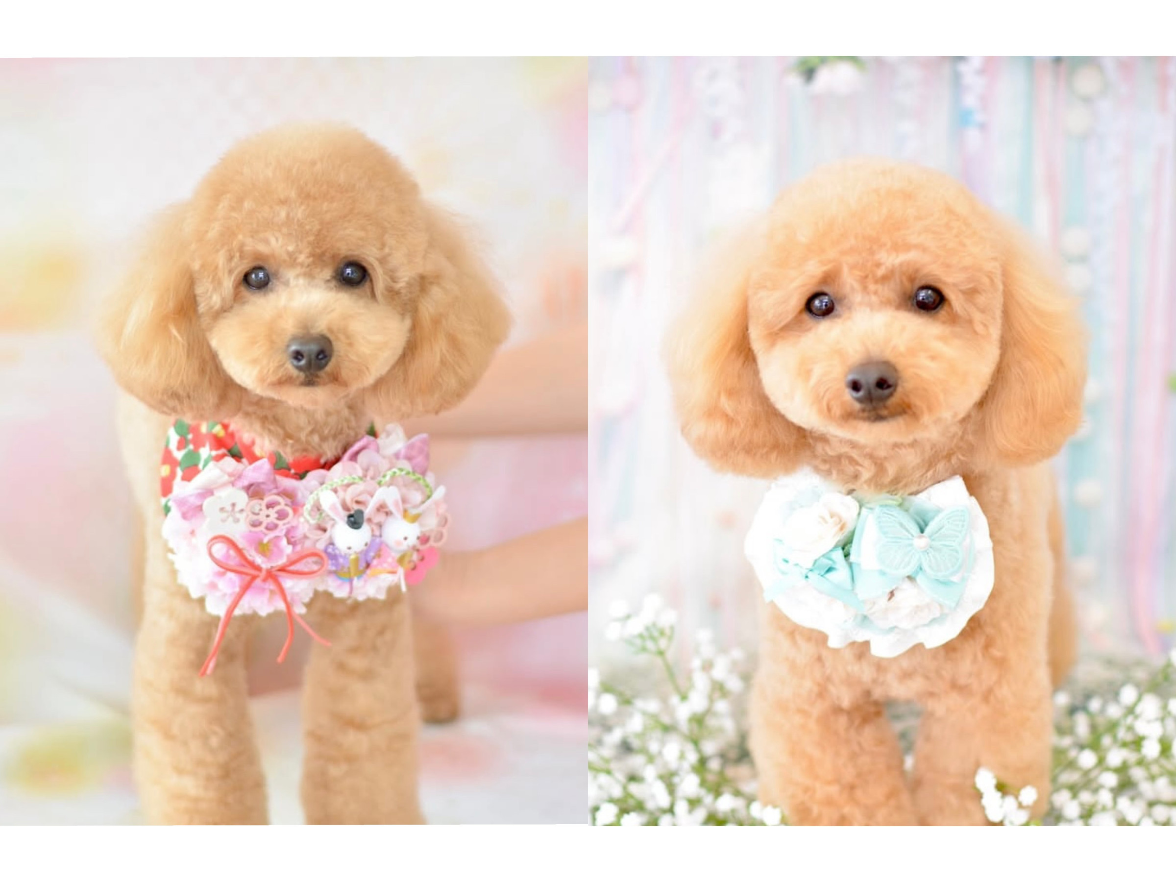 ベアカットが大好き