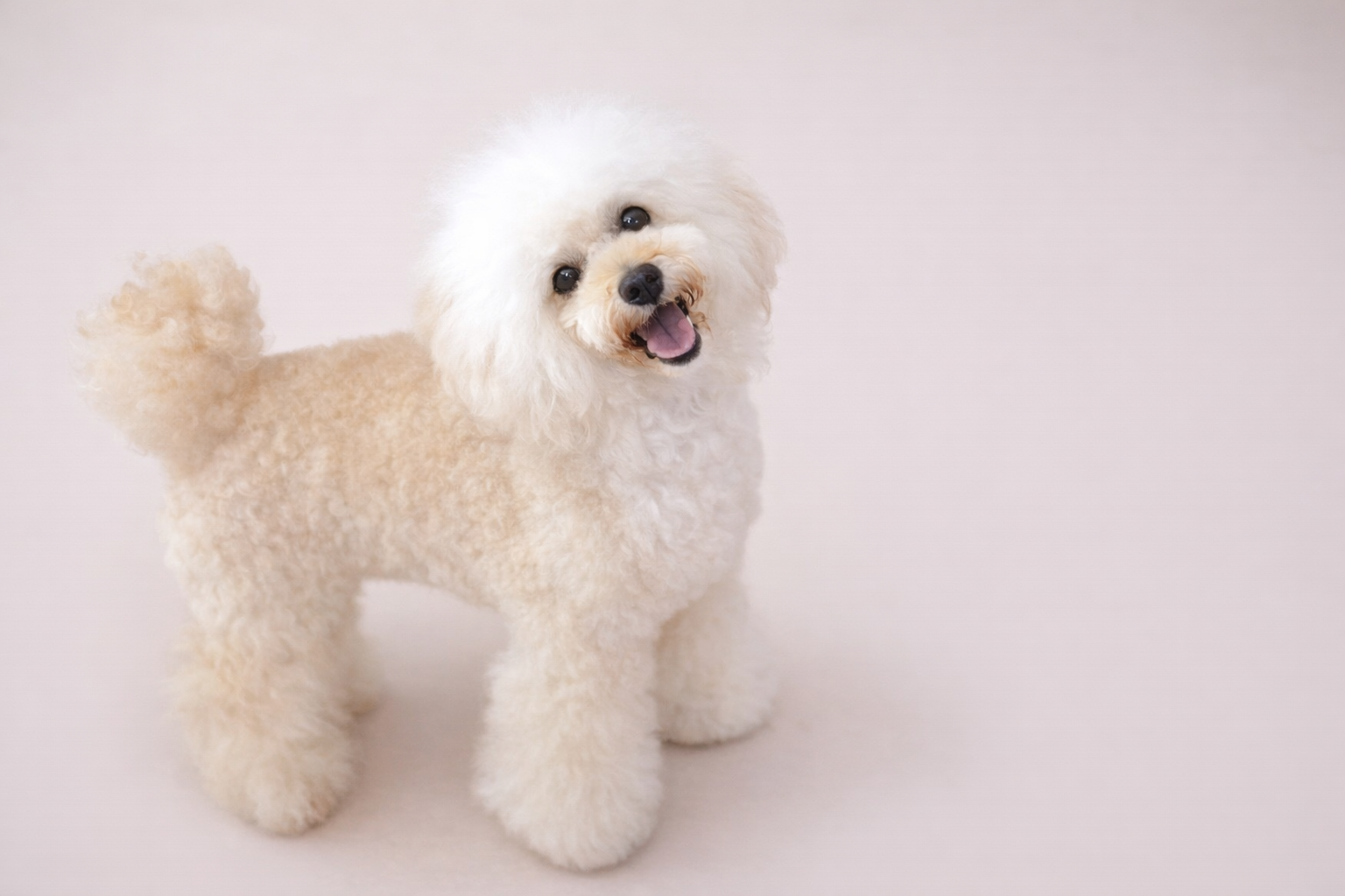 うにちゃん 長生きしてくれてありがとう