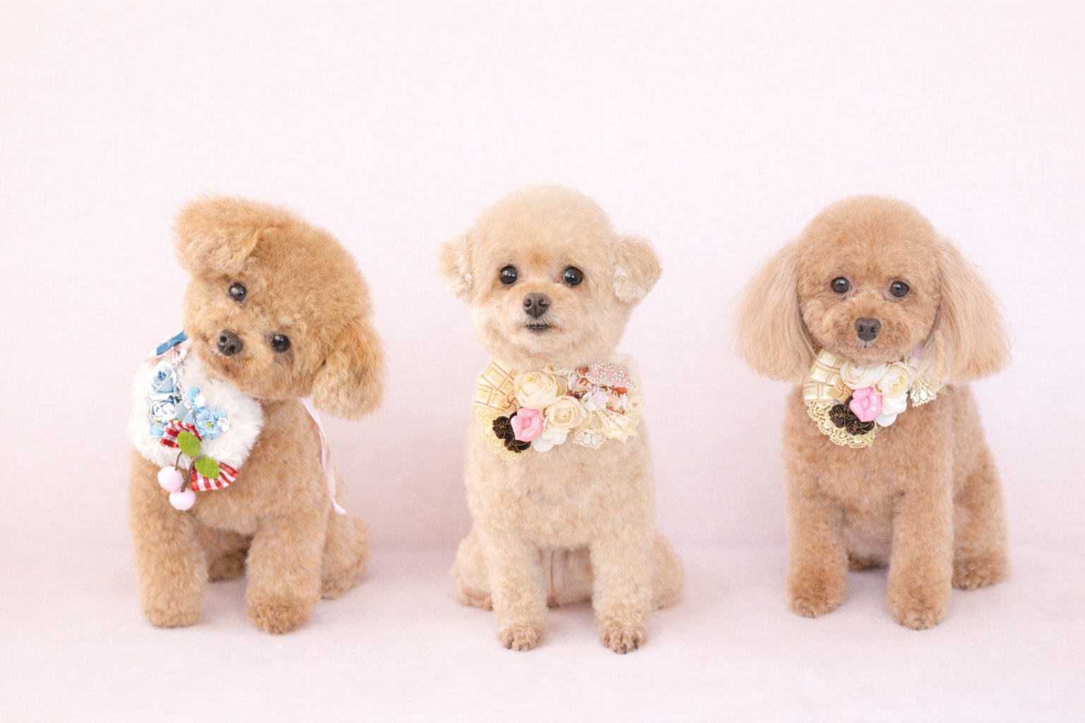 得意なプードルさんたち