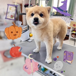 照片 2026-10-10 16 50 38.jpg
