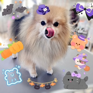 照片 2026-10-11 11 26 17.jpg