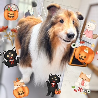照片 2026-10-20 11 32 03.jpg