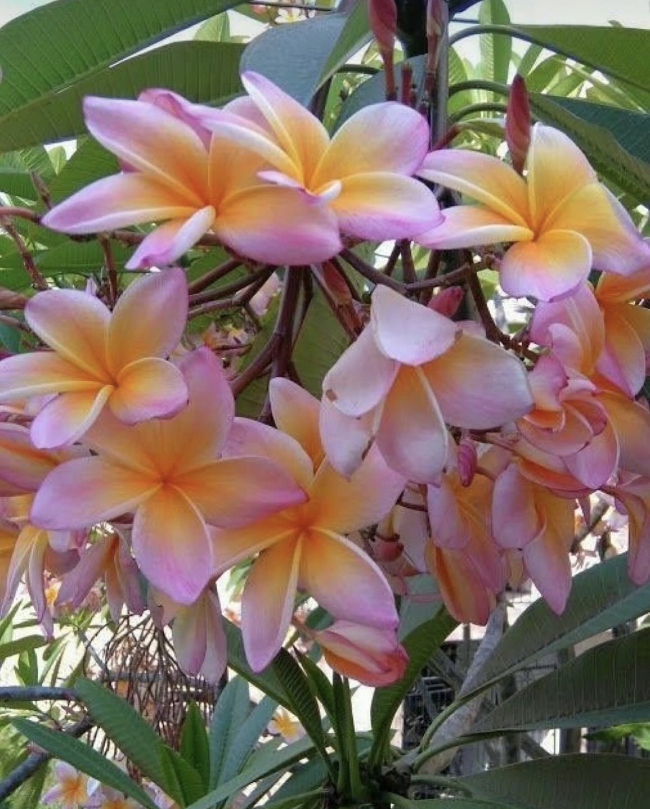 2026-1月・2月のレッスンスケジュール更新しました！