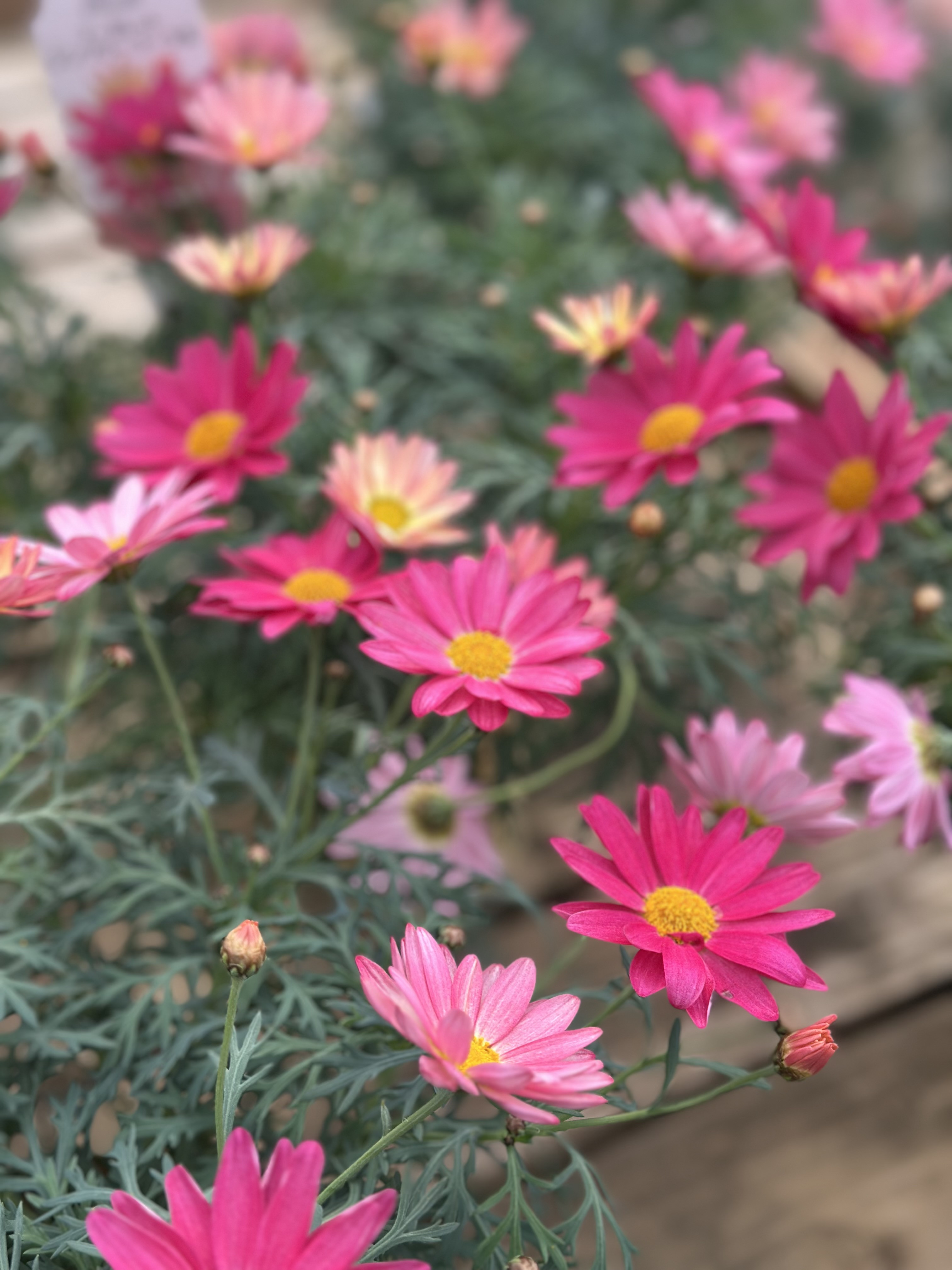 3・4月のレッスンスケジュール更新しました😊