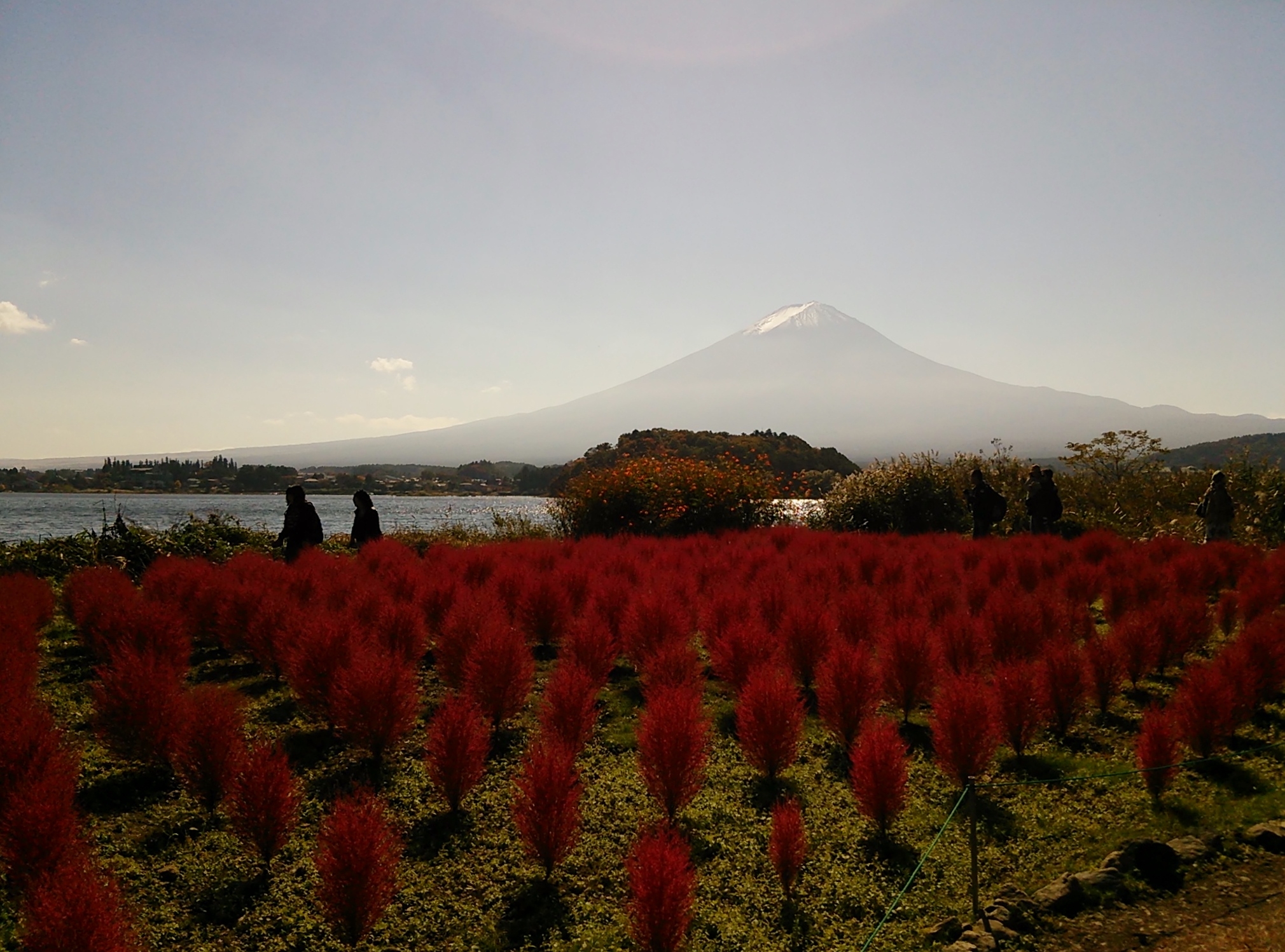 富士山と花.JPG