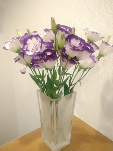 今週のお花　海あやか　