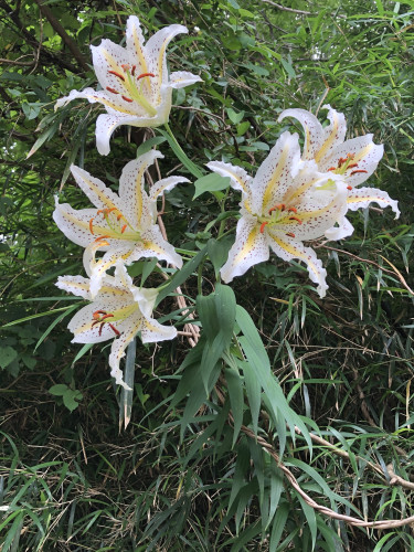 tempImagem985mv.jpg