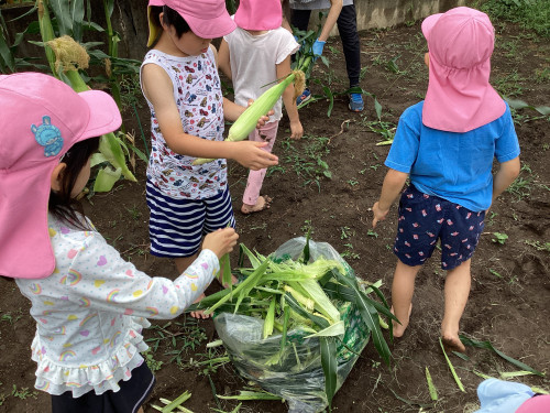 収穫したとうもろこしを持つ子どもたち