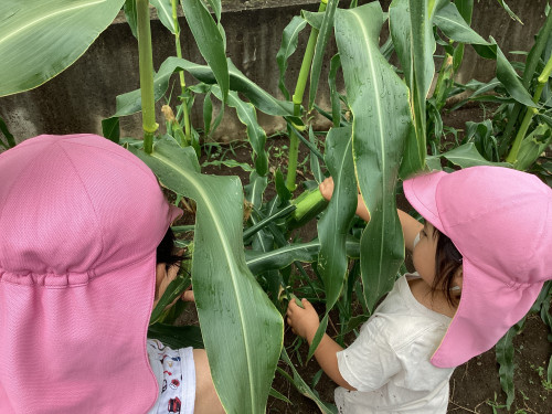 とうもろこし畑で収穫する子ども