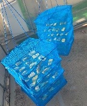 収穫したさつまいも