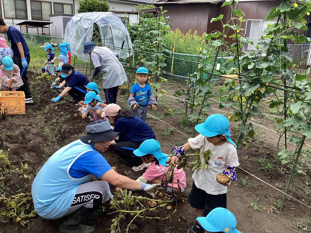 畑で野菜の収穫