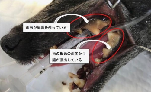 歯石術前の写真１.jpg