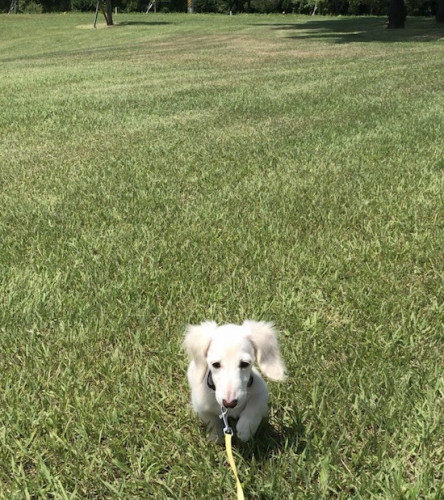 　「散歩前にダニ予防」