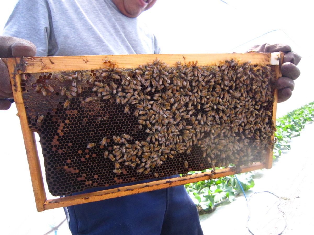 初夏　花粉交配用ミツバチも、メロン・スイカ栽培の大切なパートナーです。