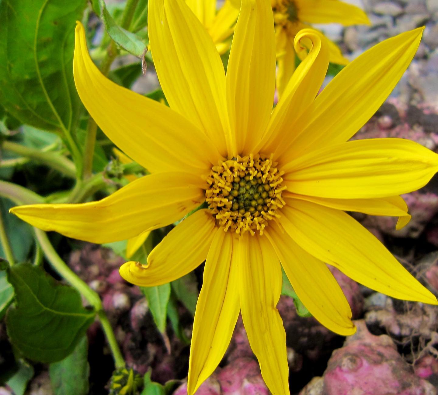 2026年春収穫分の【トピナンブール（カナダ原産赤菊芋）】は完売いたしました！