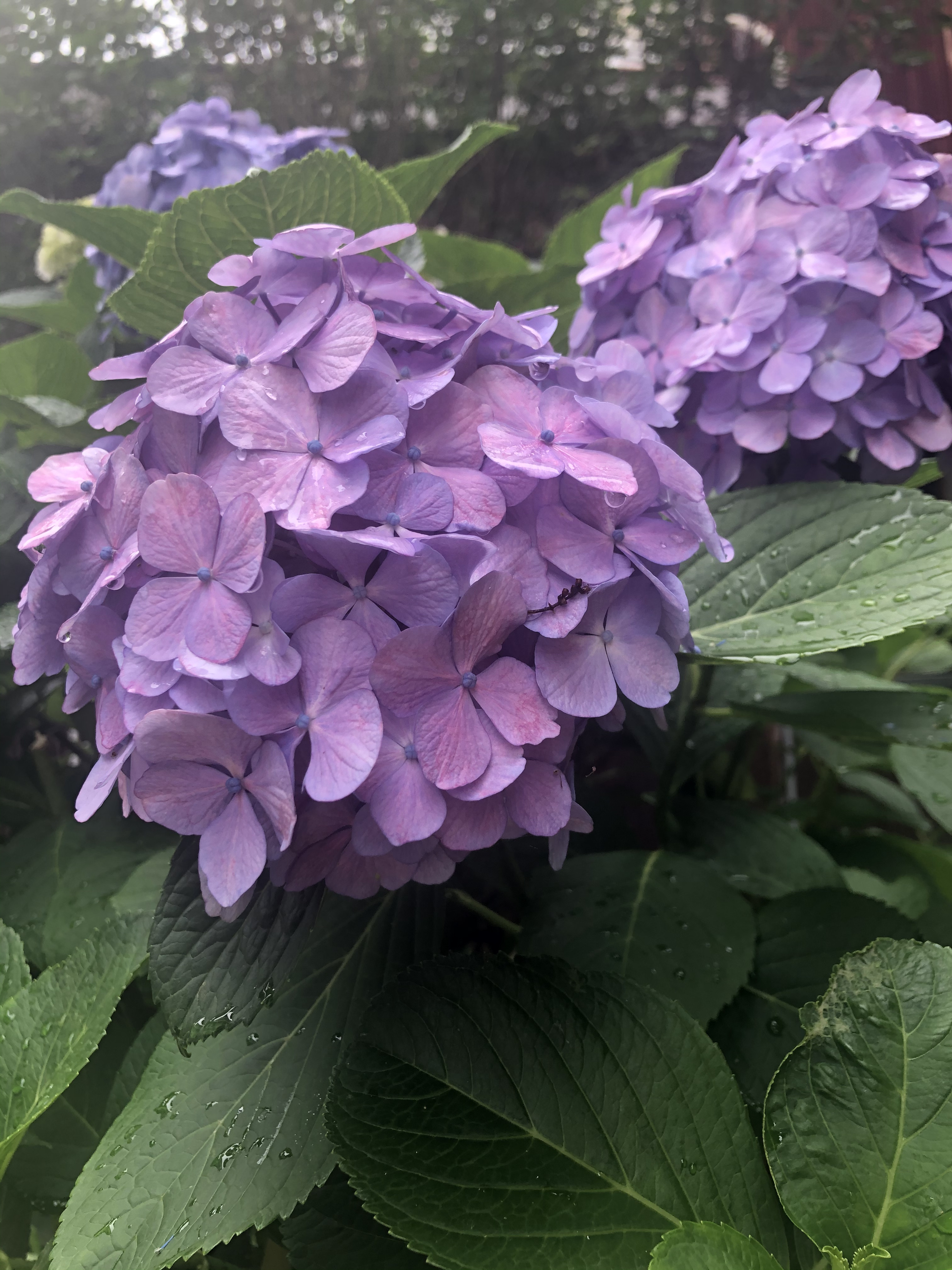 7月の定休日のお知らせ