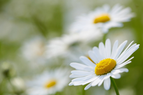 flowers-5128200_1920.jpg