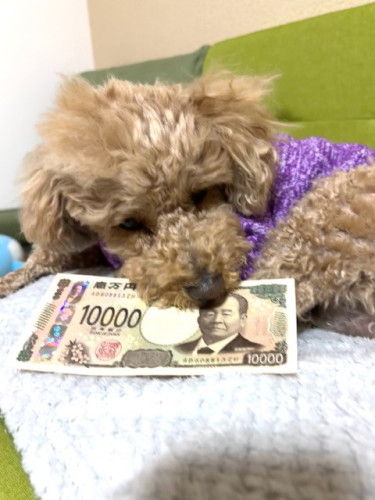 どんな車でも買取