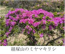 米神-4.jpg